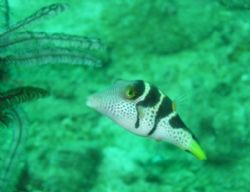 I think this is a trigger fish ? He was very inquisative ... by Penny Taylor 
